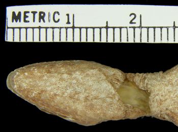 Media type: image; Herpetology R-154127